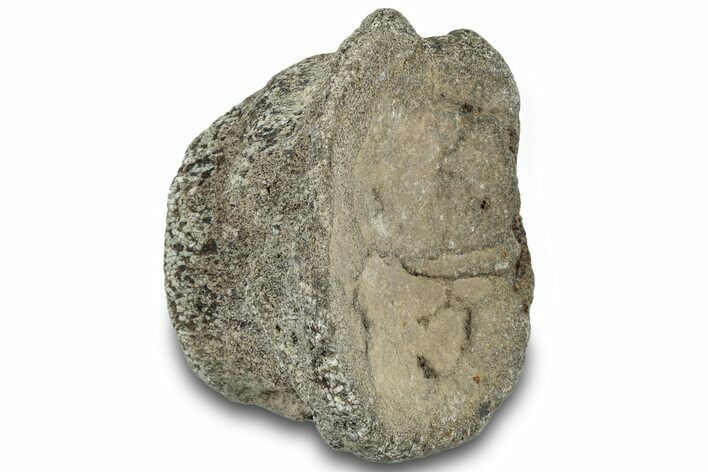 Fossil Mosasaur Vertebra - Texas #320967